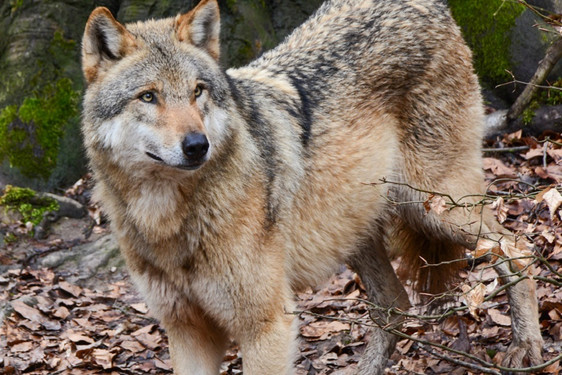 Wolf im Tier- und Pflanzenpark Fasanerie