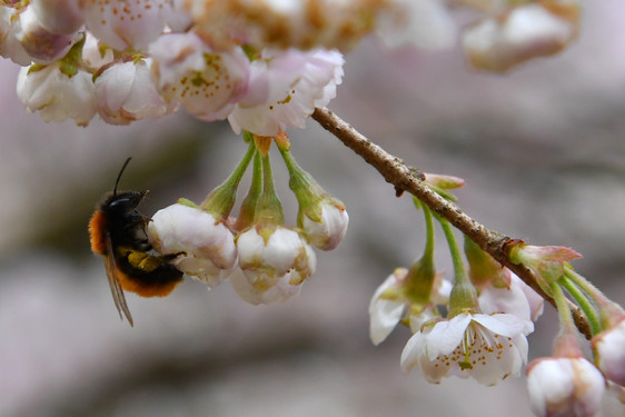 Der Imkerverein Wiesbaden sammelt verwelkte Blumen auf den Friedhöfen der hessischen Hauptstadt. Diese sollen nächstes Frühjahr als Futter für wilde Bienen dienen.