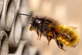 Wilde Bienen sind kein Anlass zur Sorge. Außerdem ziehen sie im Regelfall bald weiter.