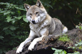 Interessierte können am Dienstag, 1. Februar, in der Fasanerie einer kommentierten Wolf-Fütterung beiwohnen.
