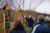 Der Verein Streuobstwiesen Wiesbaden lädt zu einem Kurs über Obstbaumschnitt nach Medenbach ein