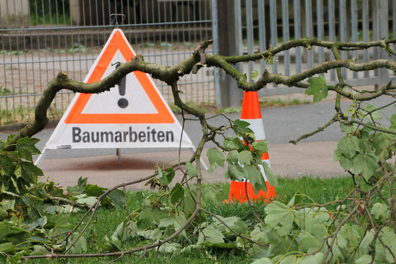 Baumpflegearbeiten an öffentlichen Bäumen in Wiesbaden