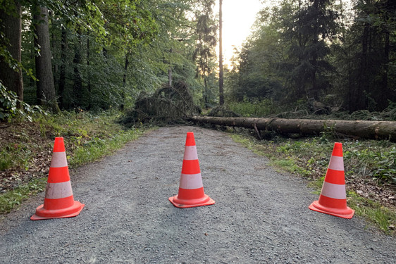 Gefahr nach Sturm "Sabine“ im Wiesbadener Stadtwald. Umgestürzte Bäume blockieren die Wege. Außerdem können immer noch Äste oder Bäume herabstürzen.