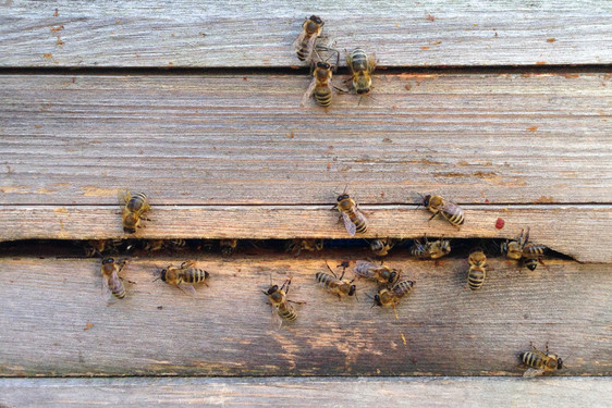 Bienen am Bienenhaus
