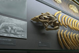Freier Samstag am 2. September im Museum Wiesbaden: Mammuts und Riesenhaie eine spannende Zeitreise.