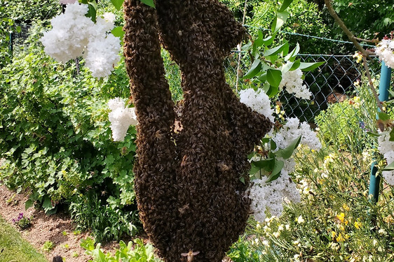 Hilfe für schwärmende Bienen gibt es bei der Hotline des Imkervereins.