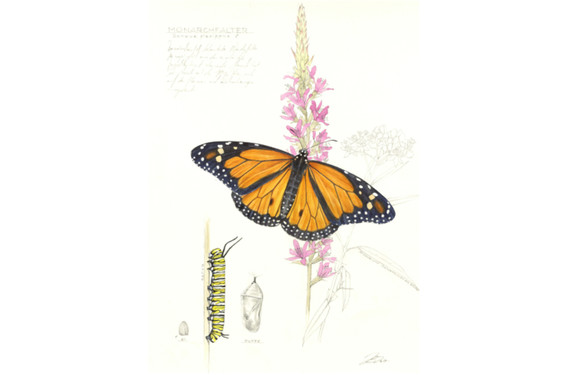 Blick in die Ausstellung  "Schmetterlingen auf der Spur. Mit Illustrationen von Johann Brandstetter".