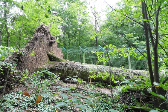 Schäden im Wiesbadener Tier- und Pflanzenpark Fasanerie