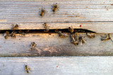 Veterinäramt Wiesbaden: Bienenvölker müssen gemeldet werden