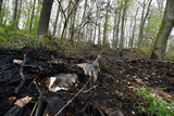 Erhöhte Waldbrandgefahr in Hessen