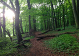 Wald bei Wiesbaden
