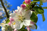 Vortrag: Mit der Apfelblüte beginnt der meteorologische Vollfrühling.