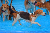 Hundeschwimmen im Kallebad in Wiesbaden-Biebrich am Sonntag, 11. September.