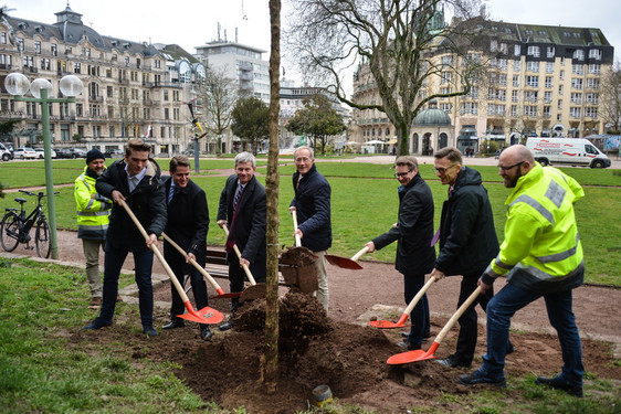 Staatsminister Axel Wintermeyer (fünfter von links) und Stadtrat Andreas Kowol (vierter von links) pflanzen die Kornelkirsche auf dem Wiesbadener Kranzplatz.
