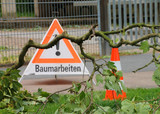 Gefahr von Grünastbruch bei Wiesbadener Bäumen. Schuld ist die derzeitige Trockenheit