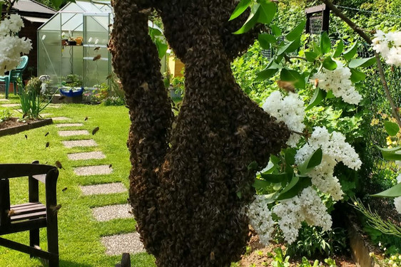 Bienenschwärme sammeln sich oft an einem Baum in Form einer Traube. Hier ein Bildausschnitt.