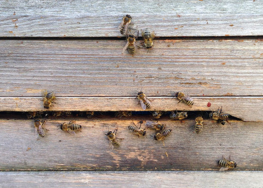 Bienen in Wiesbaden