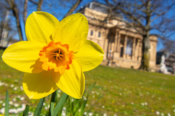 Der Frühling kommt mit voller Stärke nach Wiesbaden. Sonne satt und Temperaturen von bis zu 23 Grad.