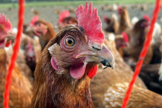 Globus tritt der Europäischen Masthuhn-Initiative der "Albert Schweitzer Stiftung für unsere Mitwelt" bei. Bis 2026 sollen sich die Haltebedingungen von Hühnern drastisch verbessern.
