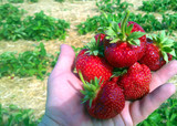 Leckere Erdbeeren von Paul´s Bauernhof
