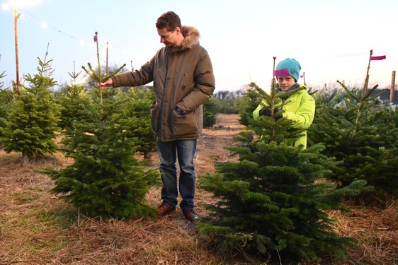 Angebot: Weihnachtsbaum im Wiesbadener Stadtwald selbst schlagen