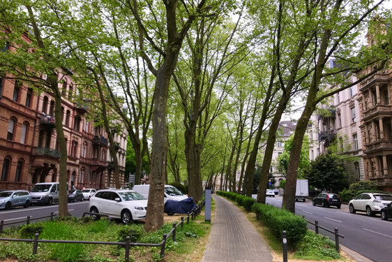 Wiesbadens Stadtbäume leiden unter dem zunehmend trockenen Klima.