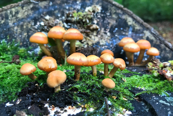 Pilze wachsen an vielen Stellen im Wald.