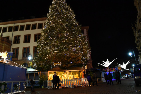 Mit einer Woche Verspätung wird der Wiesbadener Weihnachtsbaum auf den Schlossplatz aufgestellt. Es wartet ein tolles Rahmenprogramm.