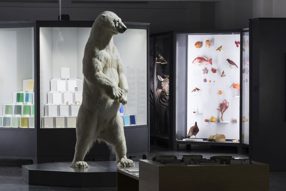 Eisbär in der Naturhistorischen Sammlung