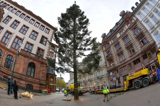 Der Wiesbadener Weihnachtsbaum 2022, eine 28 Meter hohe Fichte, ist am Dienstag, 8. November, in Anwesenheit der Deutschen Weihnachtsbaumkönigin vor dem Rathaus aufgestellt worden.