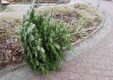 Ausrangierter Weihnachtsbaum