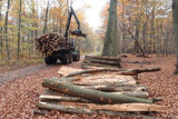 Holzbestellungen müssen in Hofheim im Dezember und Januar erfolgen.