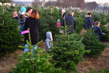 Alljährlich erfreut sich die Aktion Weihnachtsbaum selber schlagen immer größerer Beliebtheit für die ganze Familie. Eine Christbaum aus dem Wiesbadener Stadtwald.
