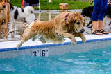 Großer Andrang beim Hundeschwimmen im Freibad Kallebad in Wiesbaden-Biebrich. mattiaqua spendet Einnahmen an Gnadenhof für Tiere e.V.