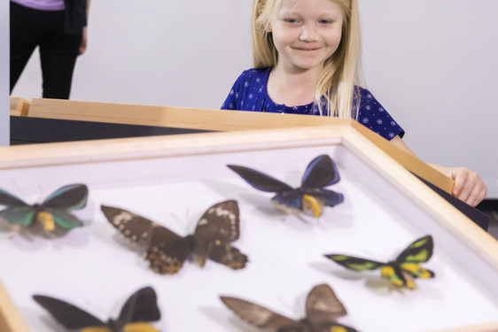 Schmetterlingen auf der Spur - Ausstellung im Landesmuseum Wiesbaden.