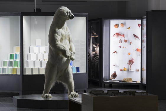 Der Eisbär in der Dauerausstellung "Ästhetik der Natur"