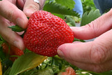 Erdbeeren selbst pflücken: In Wiesbaden auf den Feldern von Paul's Bauernhof geht's los.