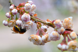 Das Umweltamt Wiesbaden und der Imkerverein Wiesbaden e.V informieren über Wespen, Hornissen und Wildbienen