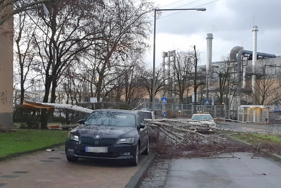 Bilanz nach der Sturm-Nacht: "Sabine“ fegte über Wiesbaden. Bäume stürzten auf Autos und Bauzäune krachten um.