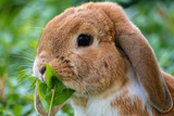 Was es bei der Kaninchen-Haltung, -Pflege und im Umgang mit den Tieren zu beachten gibt, darüber informiert die Veranstaltung "Mümmelmann und Meister Lampe" in der Fasanerie Wiesbaden. Diese findet gleich zweimal statt.
