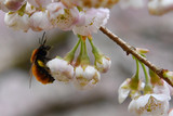 Biene sammelt Honig im Frühling.