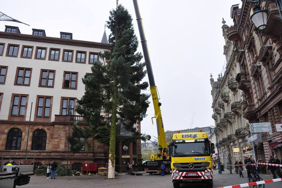 Der Wiesbadener Weihnachtsbaum wurde am Dienstagmittag vor dem Rathaus aufgestellt.